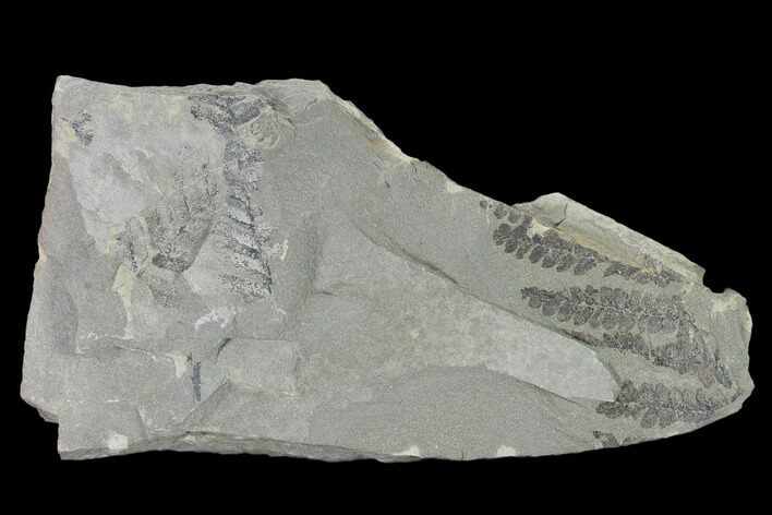Pennsylvanian Fossil Fern (Neuropteris) Plate - Kentucky #158865